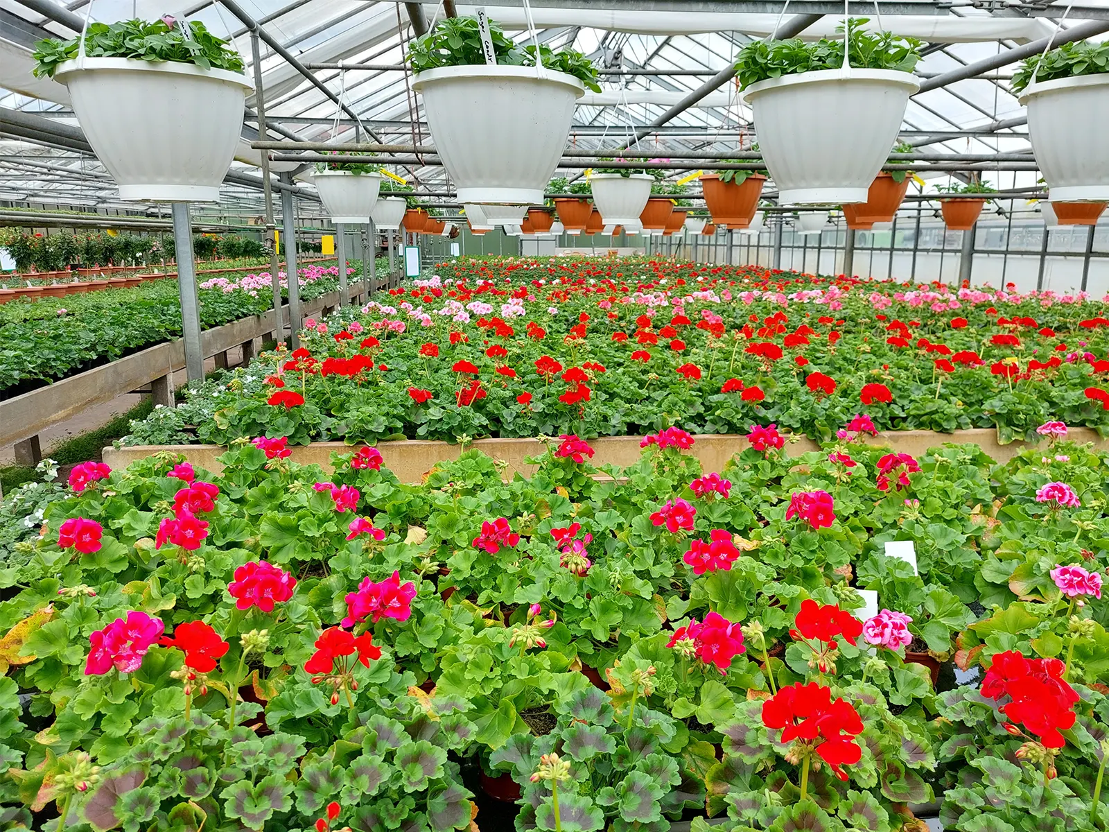 Beet- und Balkonpflanzen