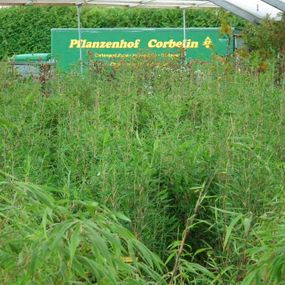 rei Pflanzenhof Corbelin in Radbruch zwischen Winsen und Lüneburg 