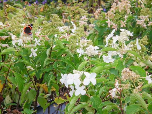 rei Pflanzenhof Corbelin in Radbruch zwischen Winsen und Lüneburg 